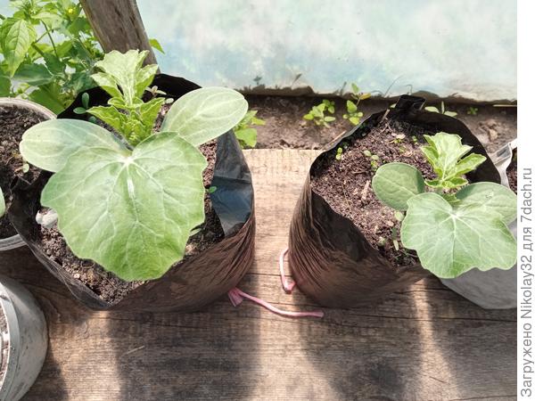 Рассада арбуза в самодельных емкостях из пакета.