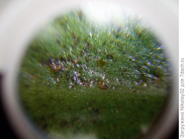 Лист под лупой