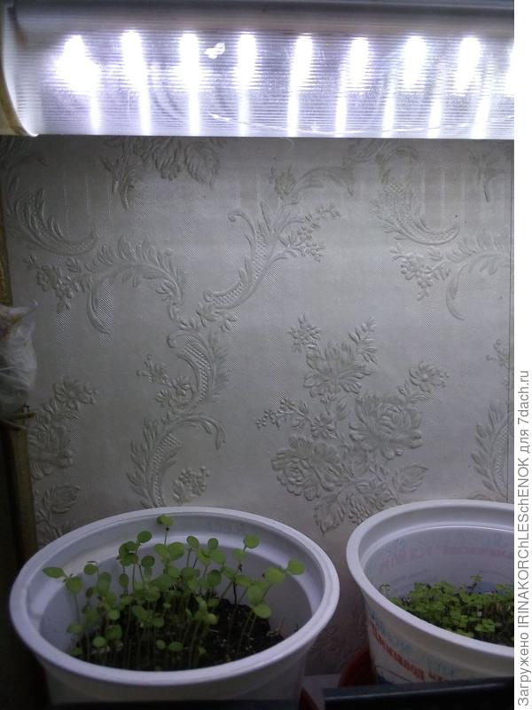 Алиссум (рассада)