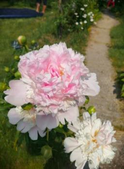 пион мадам калот