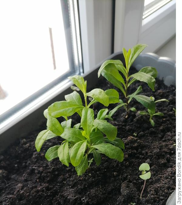 Флокс другого сорта