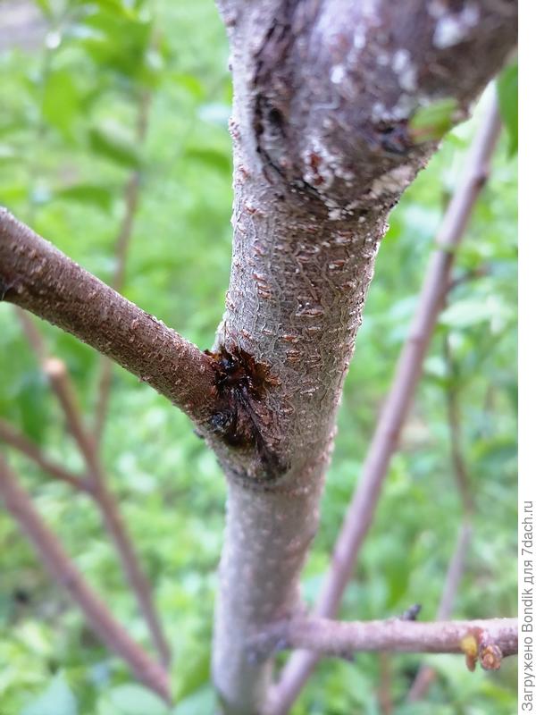 Похоже на смолу, но не уверена