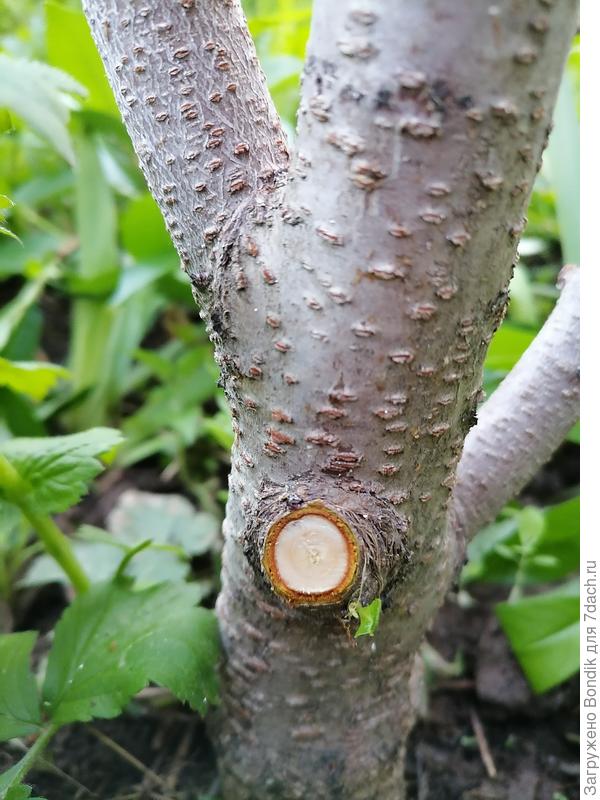Светлая древесина на самой нижней ветке