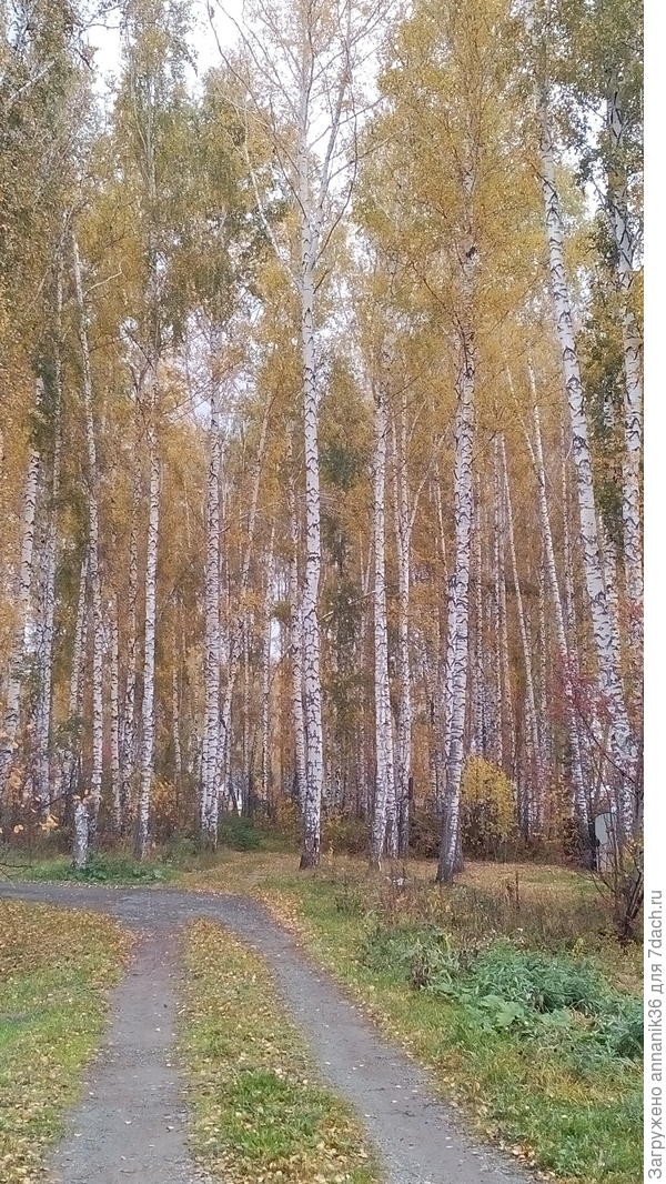 дорога к даче