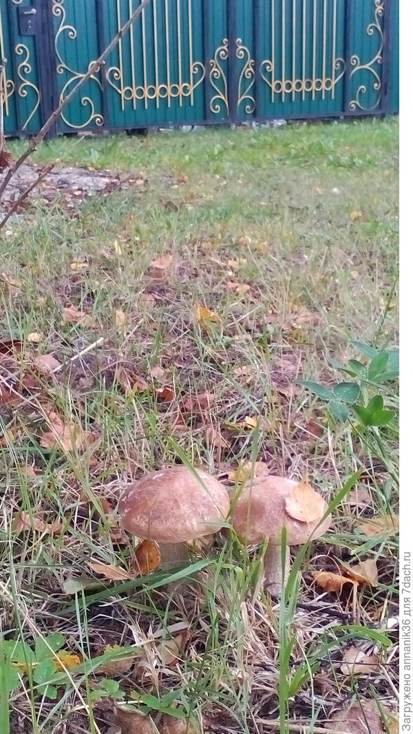ждут у ворот дачи