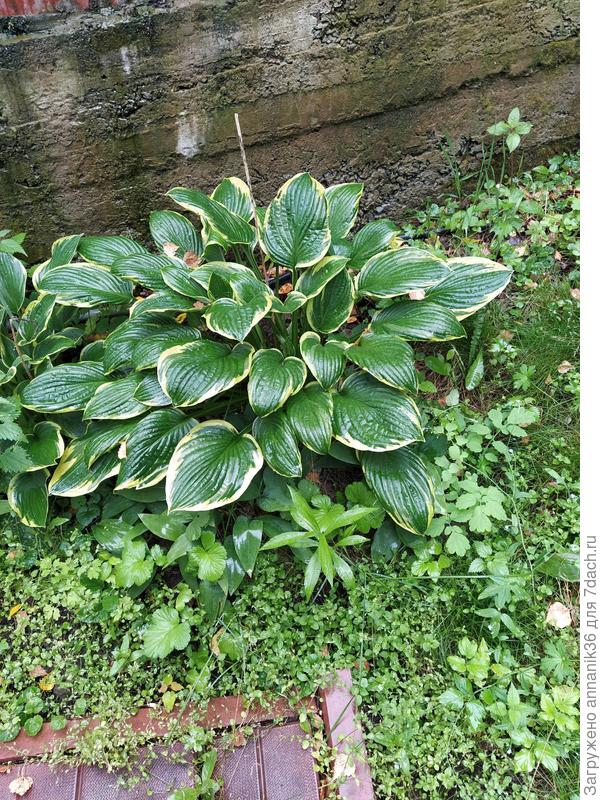 Хоста в тени