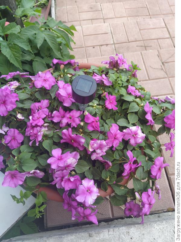 Бальзамин на даче