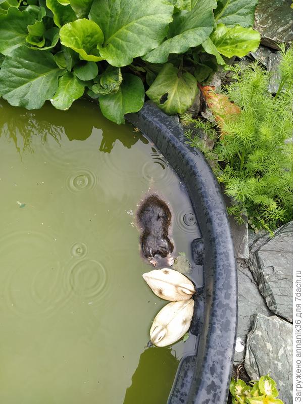 Хомяк утонул