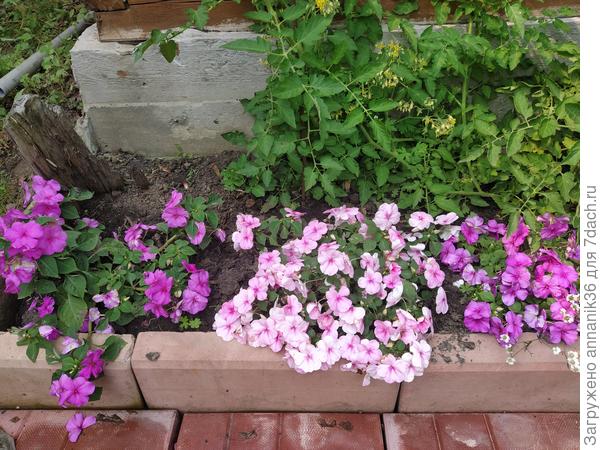 Ещё немного бальзаминчиков