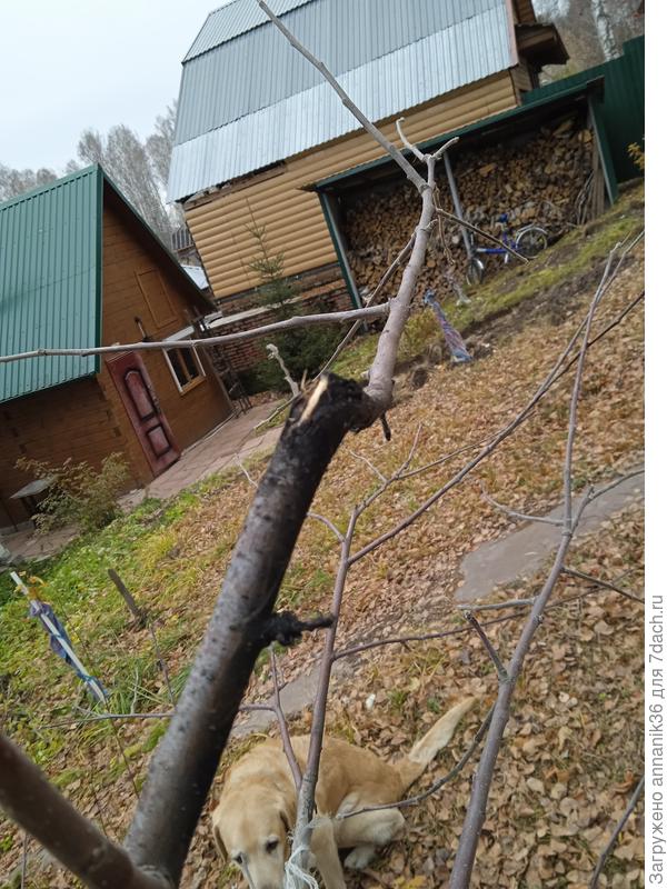 Налёт на вершине. Сажистый грибок?