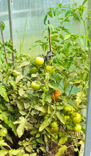 Подбор устойчивых к кладоспориозу томатов. Личный опыт