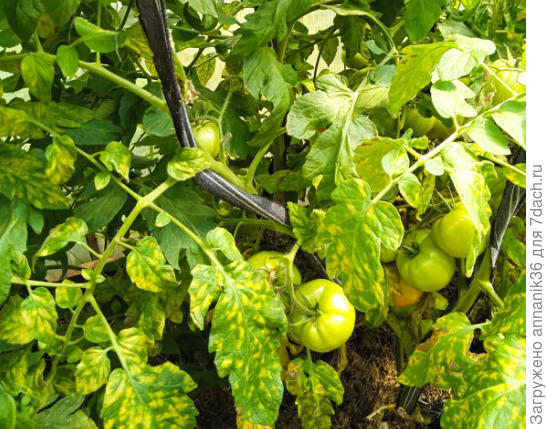 Подбор устойчивых к кладоспориозу томатов. Личный опыт