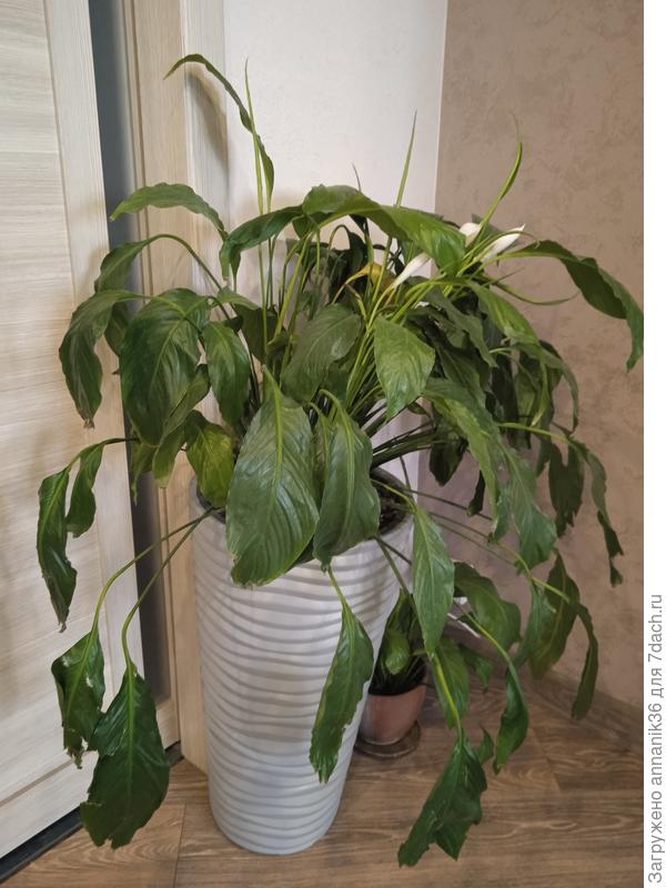 Спатифиллум