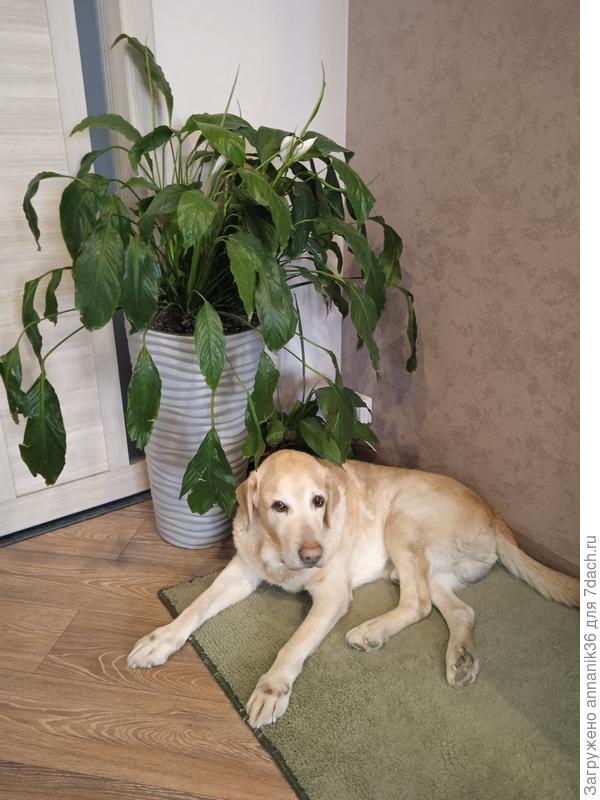 Два питомца