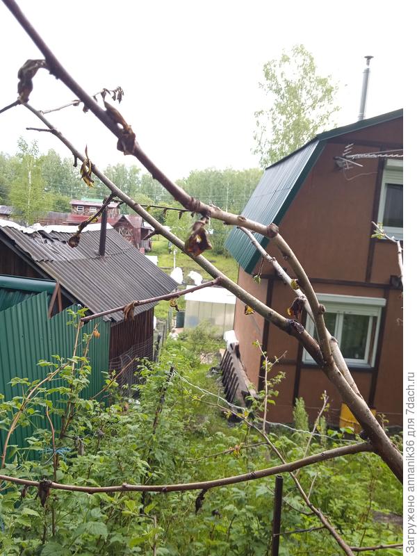 Листья засохли