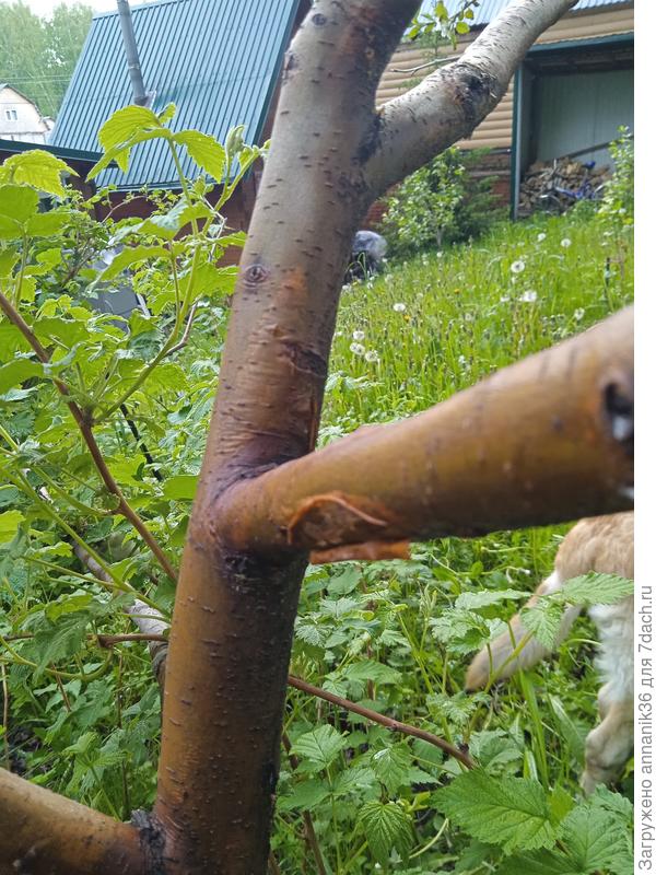 После дождя даже как-то кора отошла