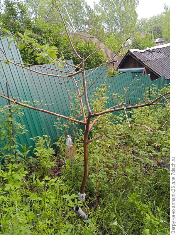 Начало июня