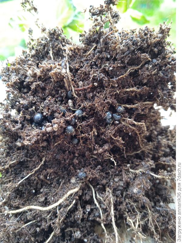 Непонятно что в корнях