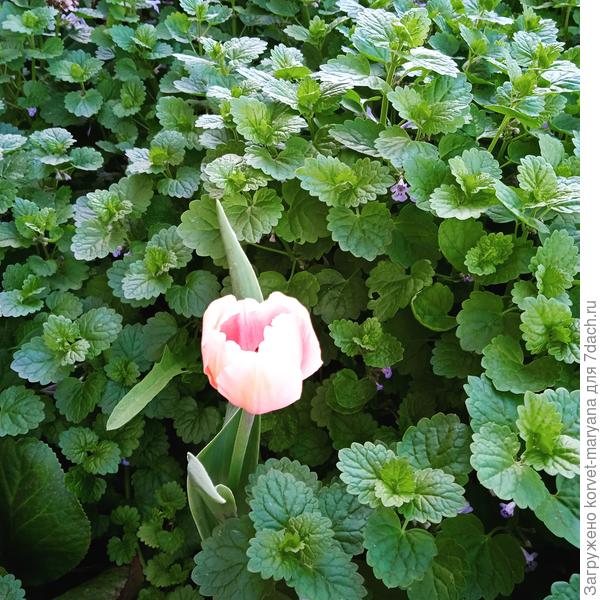 Будра с тюльпаном