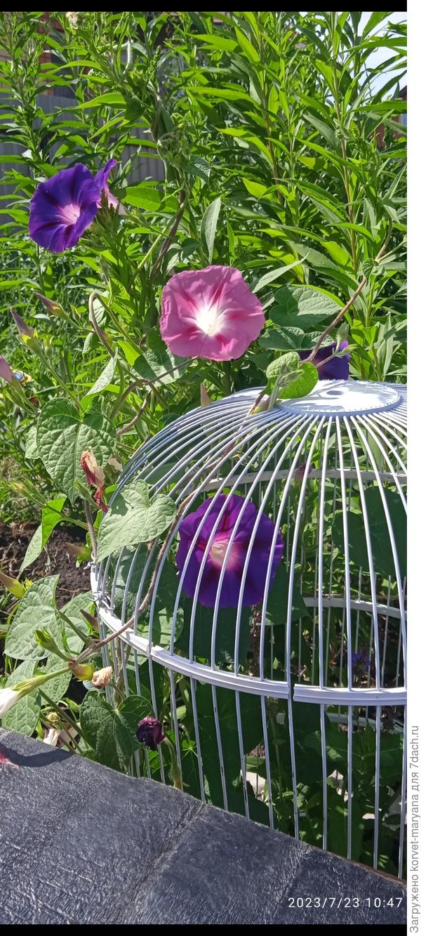 Вьюн в клетке