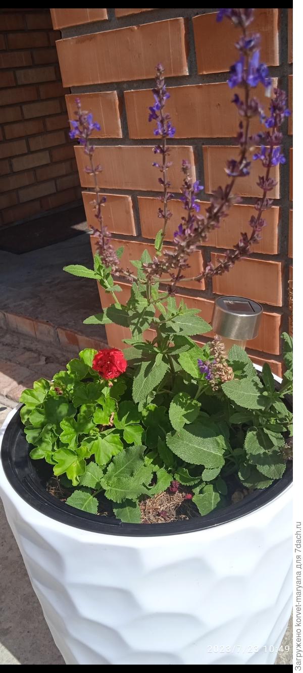 Герани розочками и шалфей. Низковата геранька для долговязого шалфея