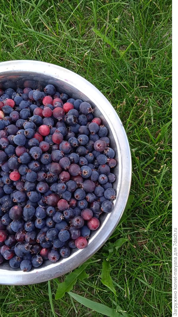 Ирга 10 июля 2023 - уже съели в пирогах