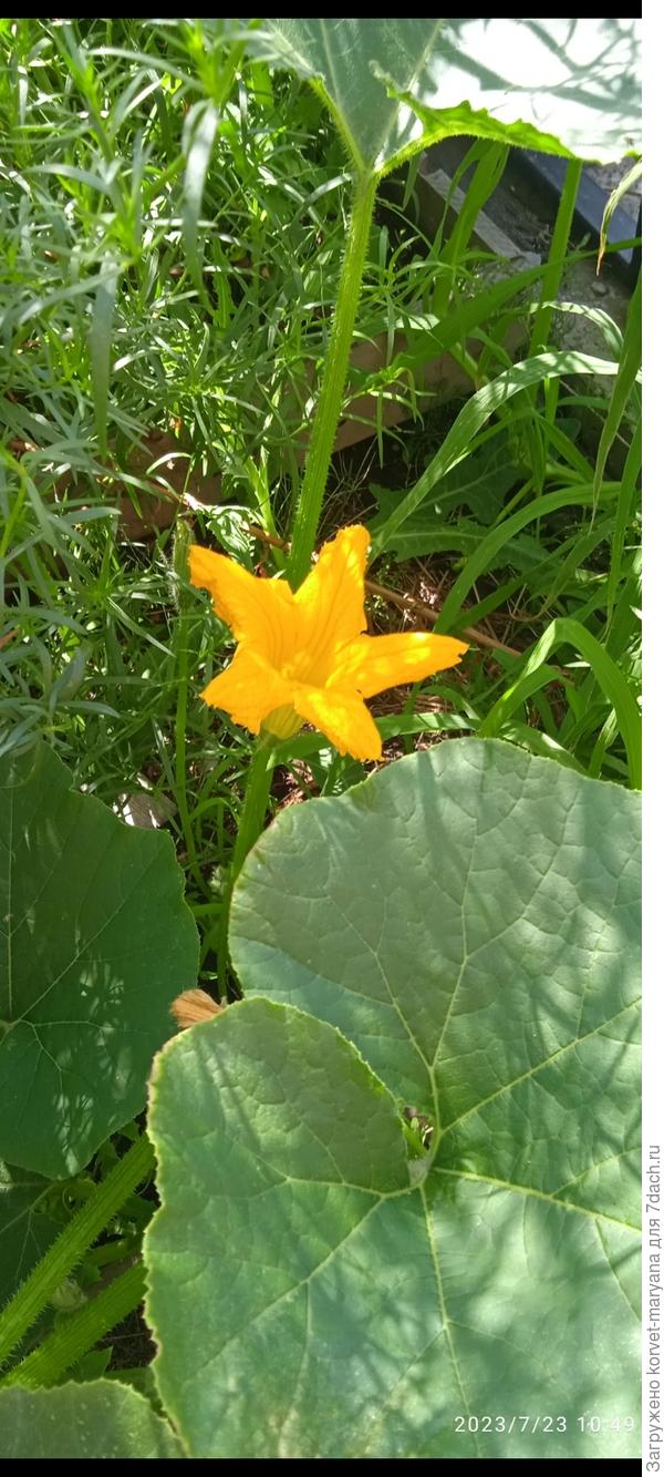 Тыква колосится