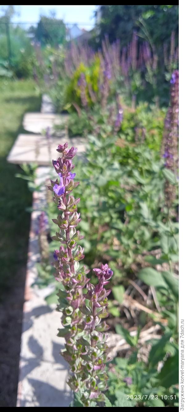 Шалфей дубравный