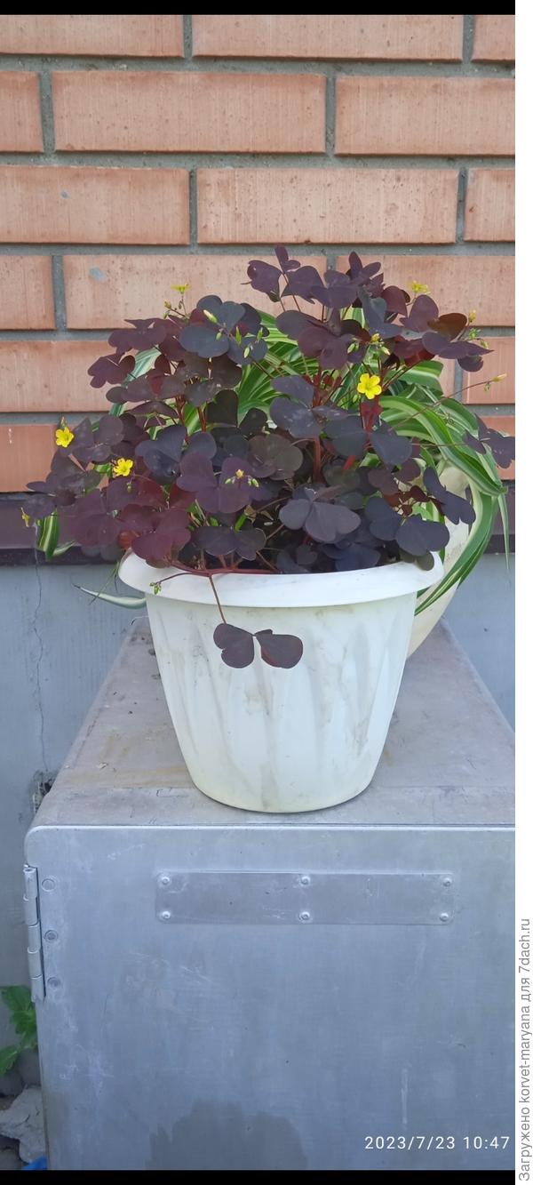 Кисличка цветет