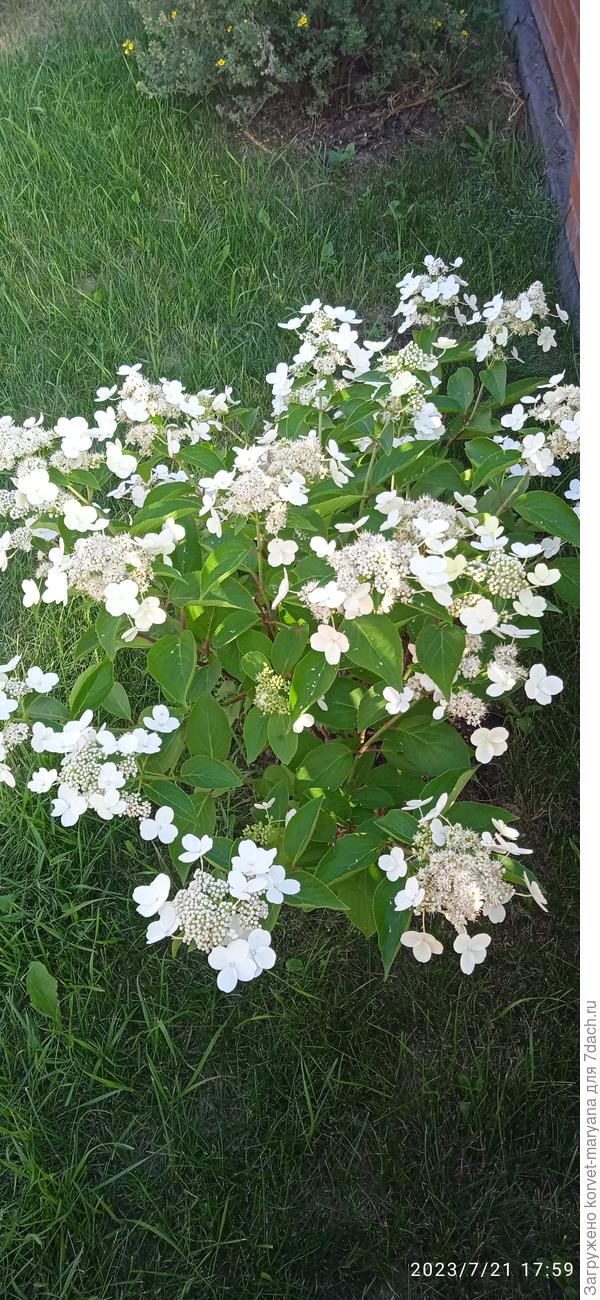 Моя новообретенная гортензия "Конфетти", никакая она оказывается не "Аннабель". И, когда перестаешь ждать шапок, видишь вдруг, что да, красива.