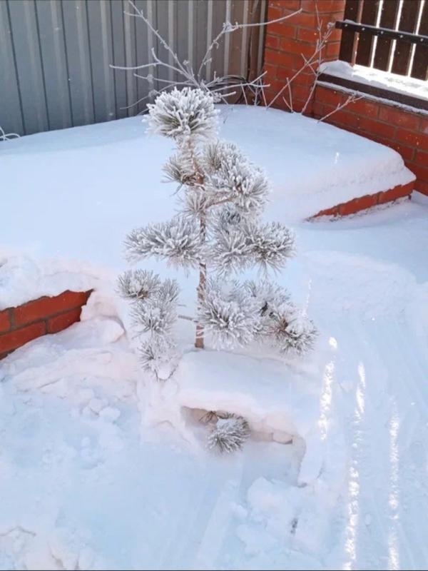 Сосенка во дворе