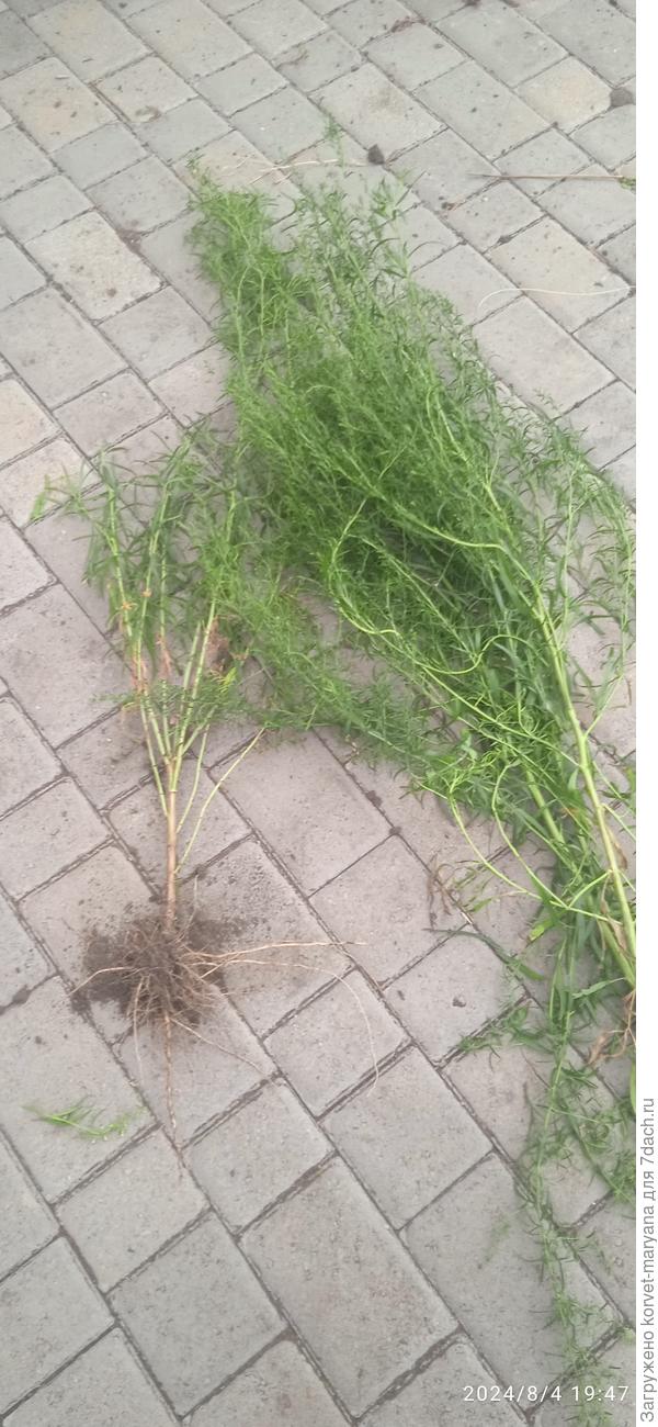 С корневищем