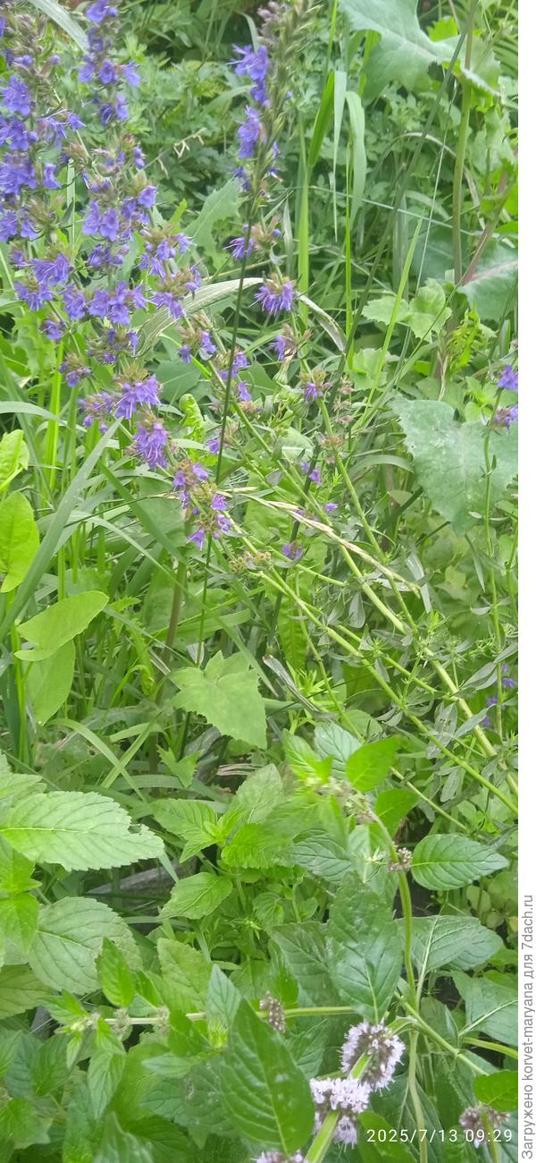 Иссоп и мята