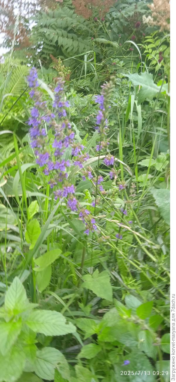 Иссоп с мятой