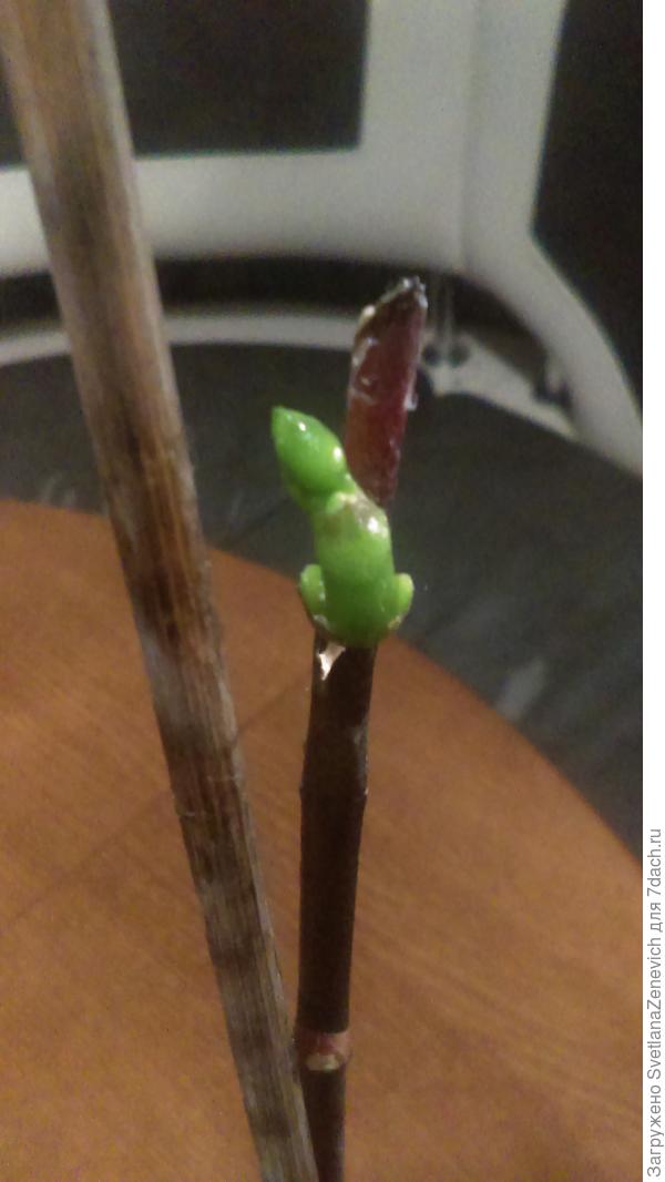 На первой подросла после использования пасты