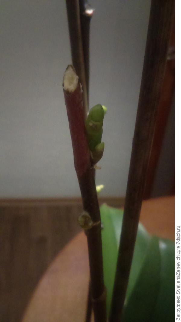 На стрелке первой немного подрасла