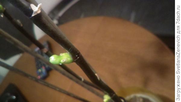 На второй стрелке так же подрасла после использования пасты