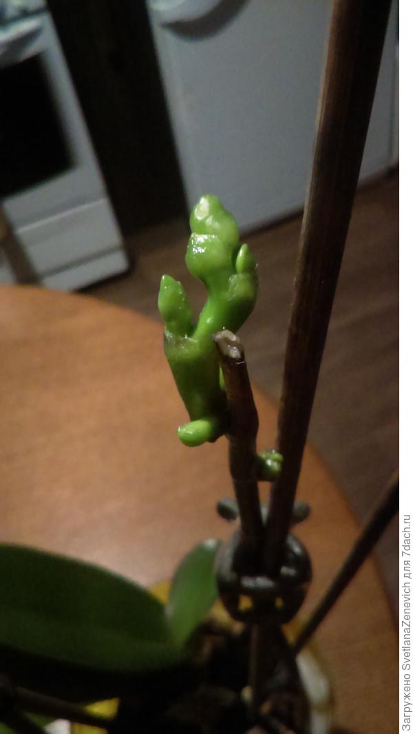 Первоя веточка Орхидеи