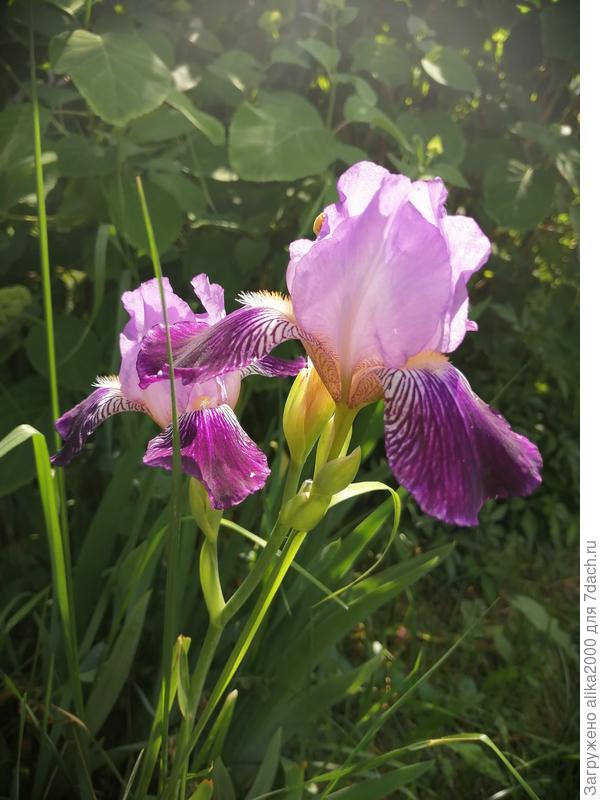 Ирис бородатый вайн энд роузес русский огород