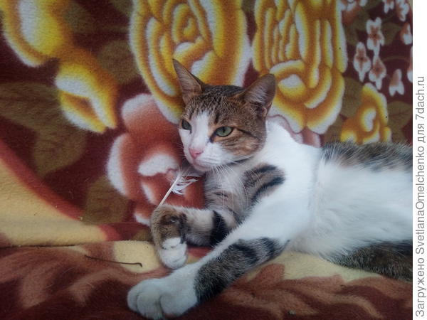 Охотница на отдыхе