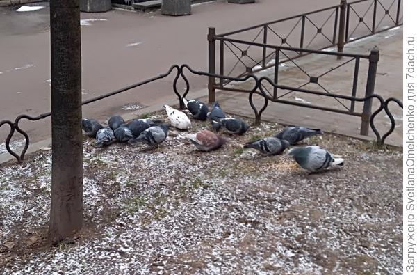 Голуби клюют ненастоящий снег