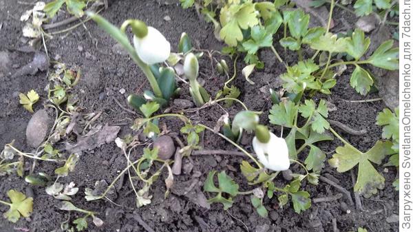 Мамочкины первоцветы. Фото не очень, конечно, сделайте скидку на то, что мамочке в май 80 исполнится:)