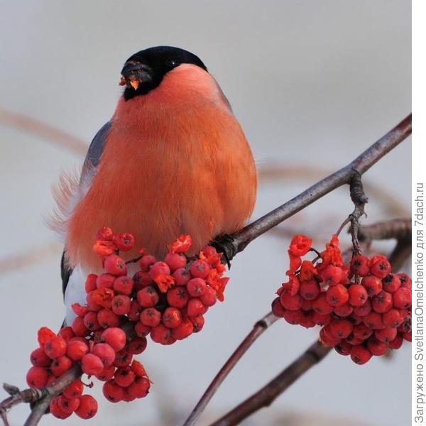 это снегирь