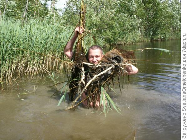 Вот так водоем выглядел до чистки:) Сечас все берега от травы освободили, стало намного чище.