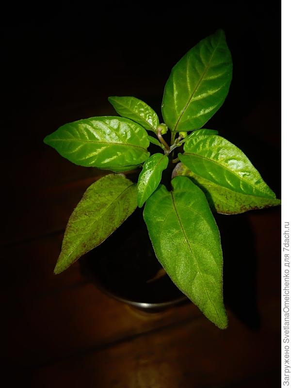 Мексиканский кроха