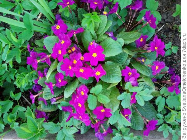 борется со снытью за место под солнцем