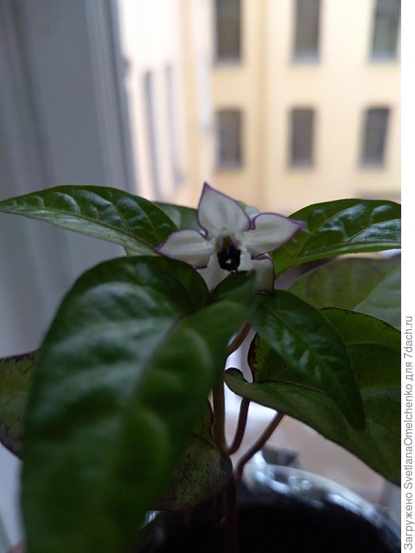 Петербургский мексиканец