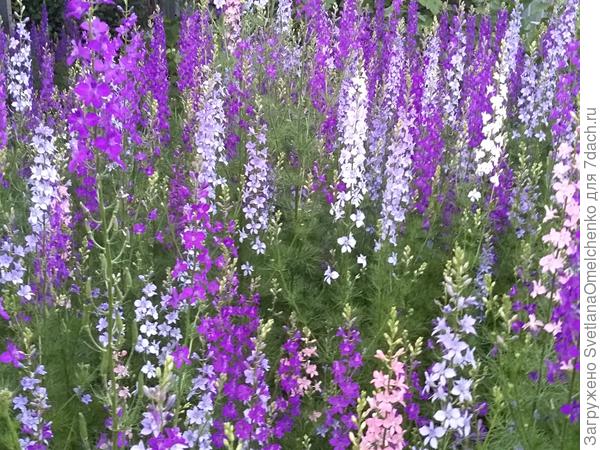 Разноцветки. Папа болел, маме не до огорода было, получилась красота:)