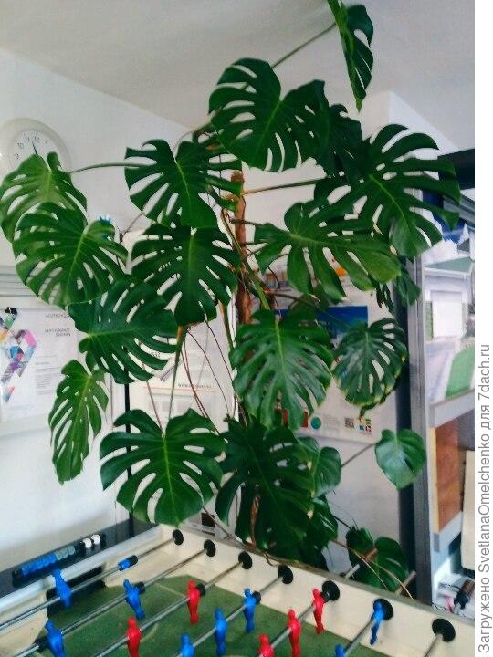 Футбольный стол у нас тоже на &quot;передержке&quot; стоял в то время. Для понимания габаритов: кадка стоит на полу, высота потолков 3200!