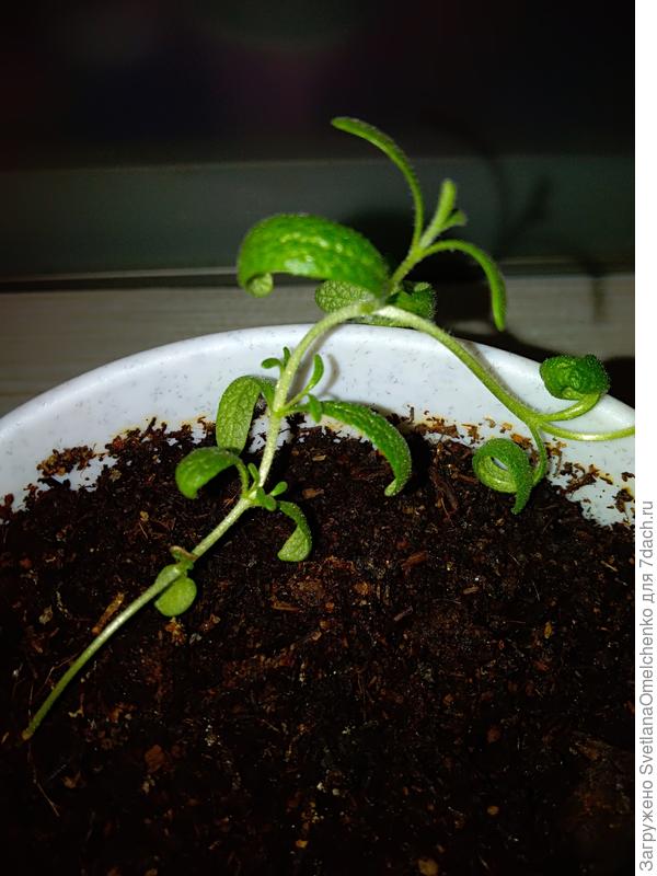 У меня другой сорт, но, думаю, агротехника у них должна быть похожа.